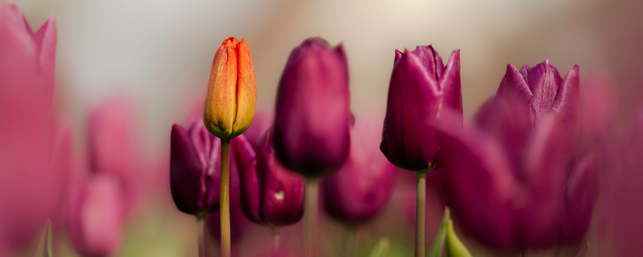 Foto tulpen - Janlambertphotography.com