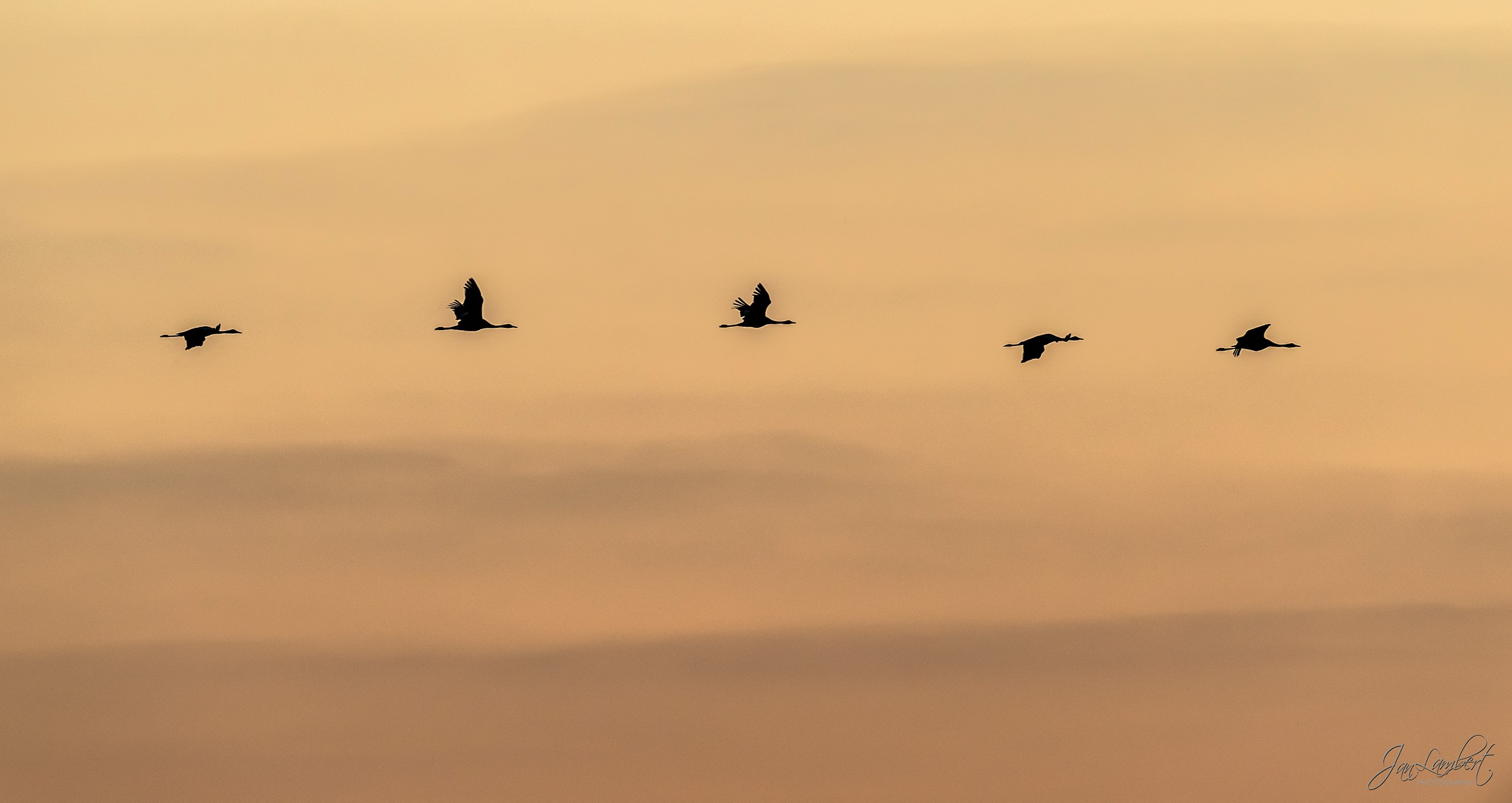 foto kraanvogels in vlucht - Jan Lambert Photography