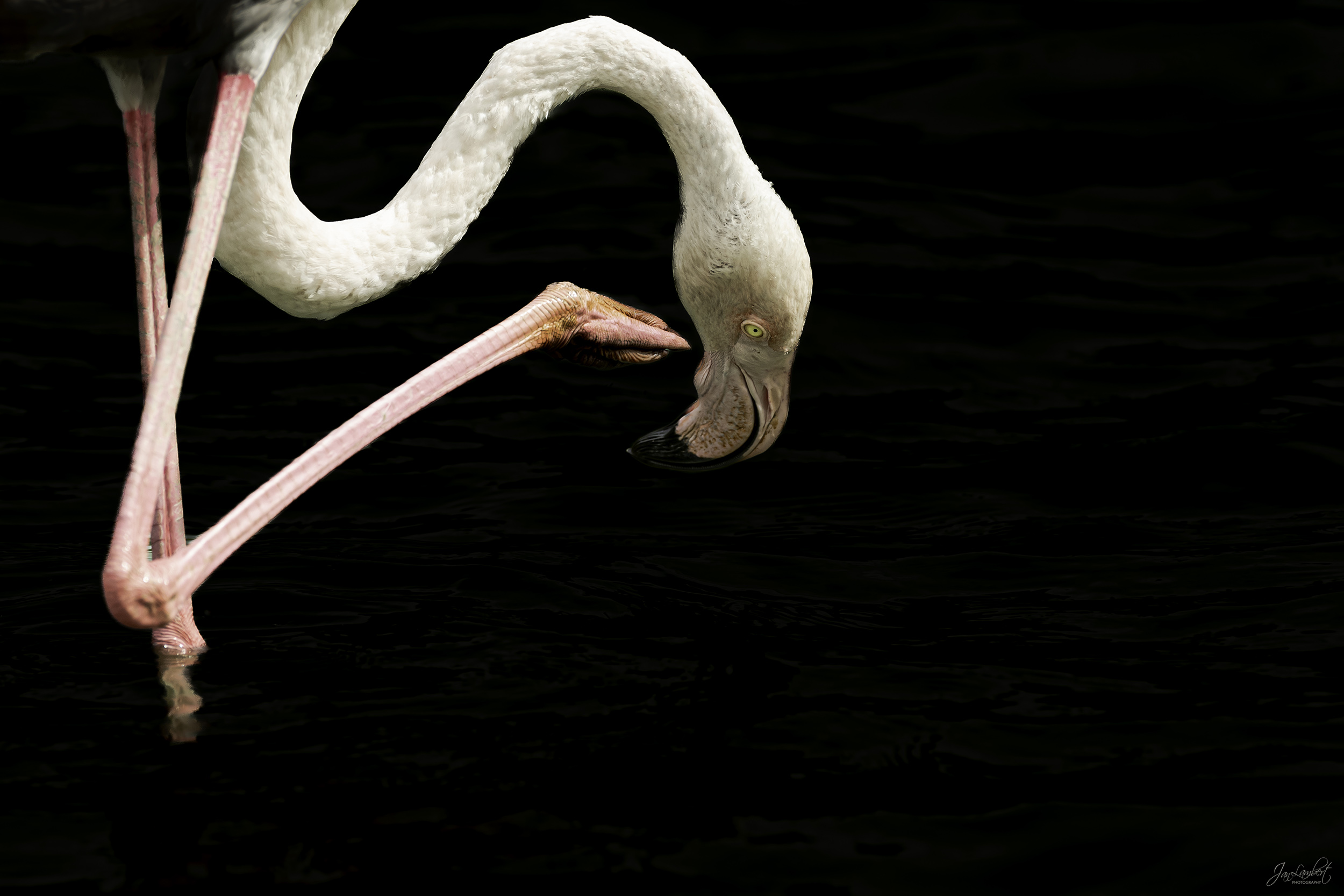 foto flamingo - Janlambertphotography.com