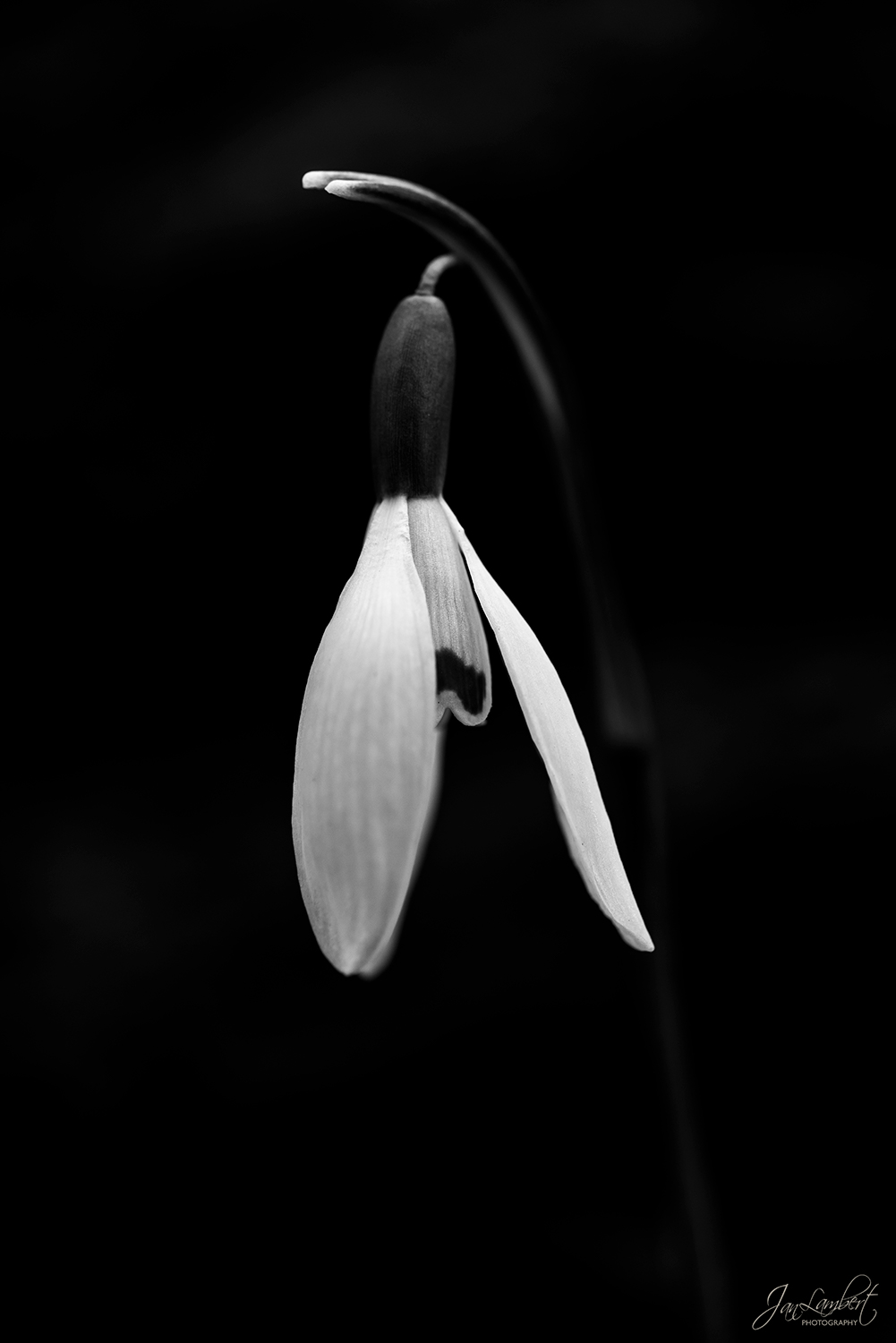 foto sneeuwklokje in zwart-wit - Jan Lambert Photography