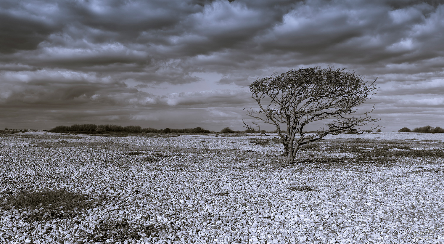 foto eenzame boom - Jan Lambert Photography
