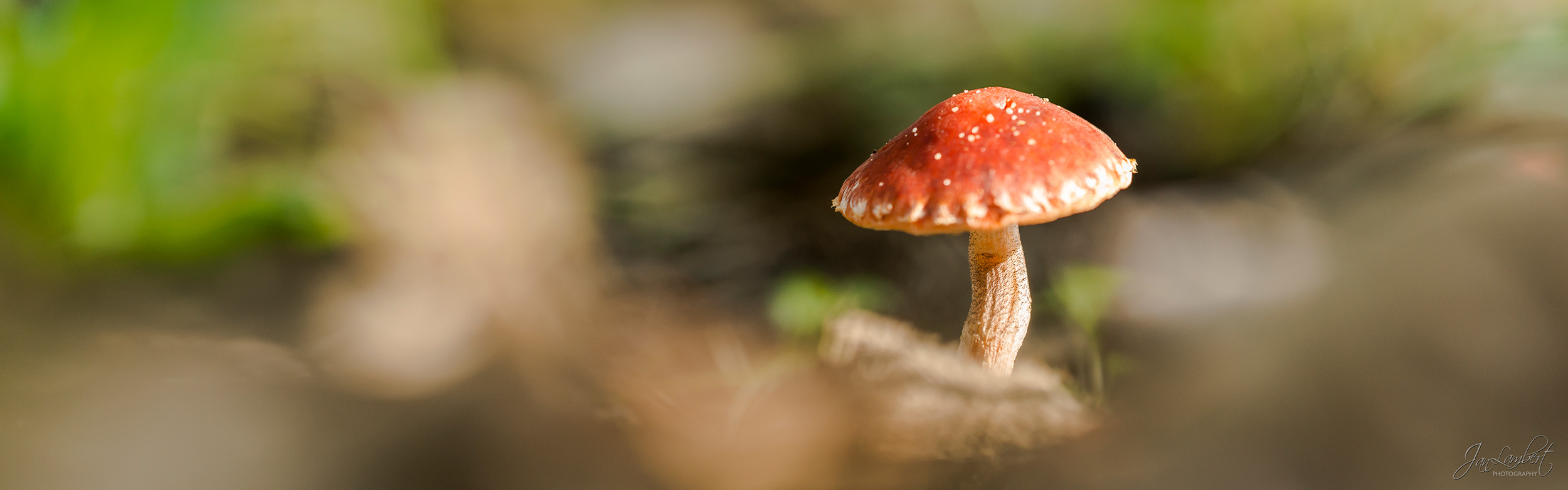 foto paddenstoel - Jan Lambert Photography