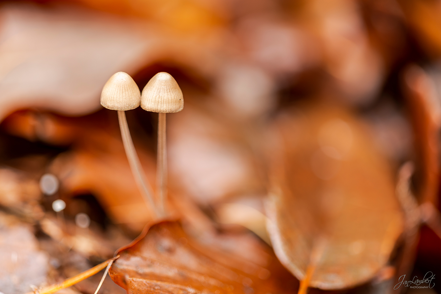 foto paddenstoelen - Jan Lambert Photography