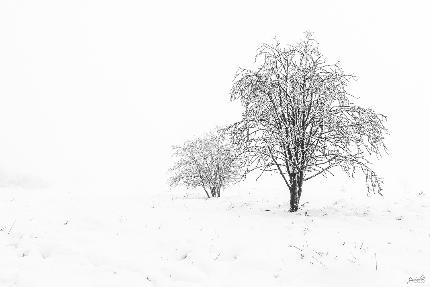 White winter - Jan Lambert Photography