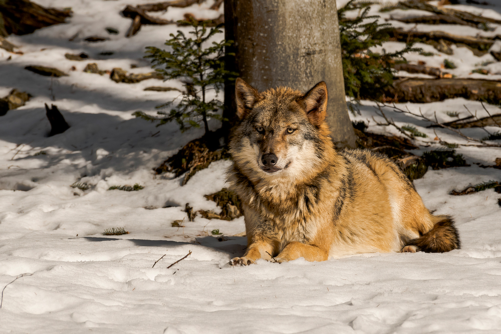foto wolf liggend in de sneeuw - Jan Lambert Photography